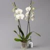 Schmetterlingsorchidee Weiß, 2 Rispen, Topf-Ø 12 Cm, Höhe Ca. 60 Cm