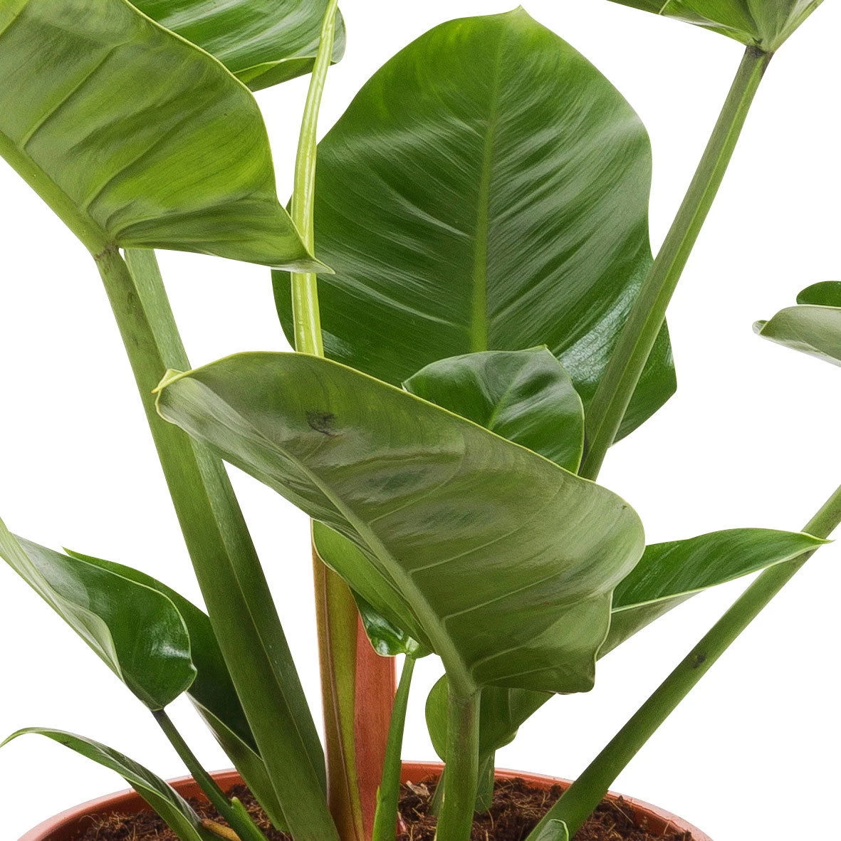 Philodendron 'Imperial Green', Topf-Ø 24 Cm, Höhe Ca. 70 Cm – Bild 2