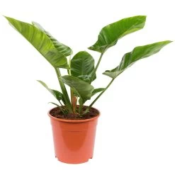 Philodendron 'Imperial Green', Topf-Ø 24 Cm, Höhe Ca. 70 Cm