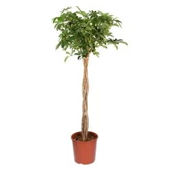 Schefflera Arboricola 'Compacta', Topf-Ø 30 Cm, Höhe Ca. 150 Cm