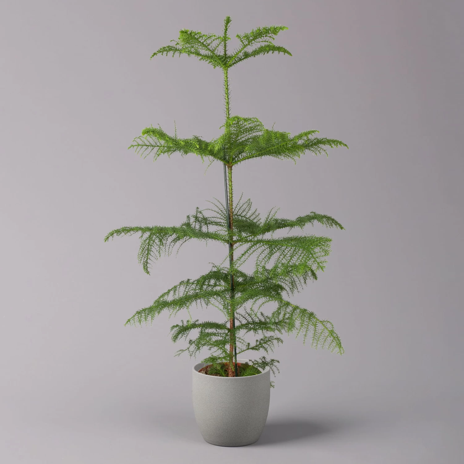 Zimmertanne, Topf-Ø 21 Cm, Höhe Ca. 90 Cm – Bild 2