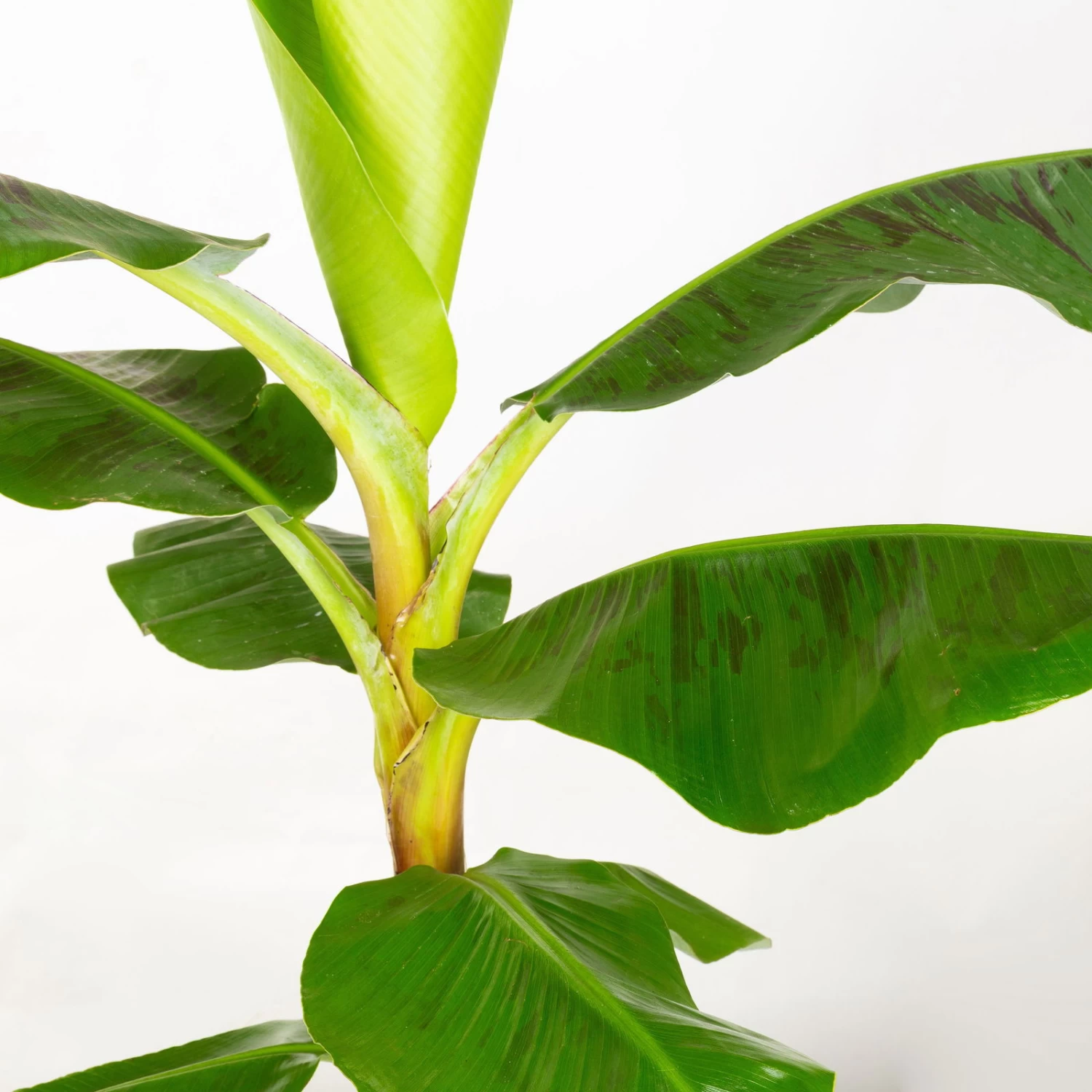 Bananenpflanze 'Dwarf Cavendish' Im Korb Gaby, Topf-Ø 21 Cm, H: Ca. 60-80 Cm – Bild 3