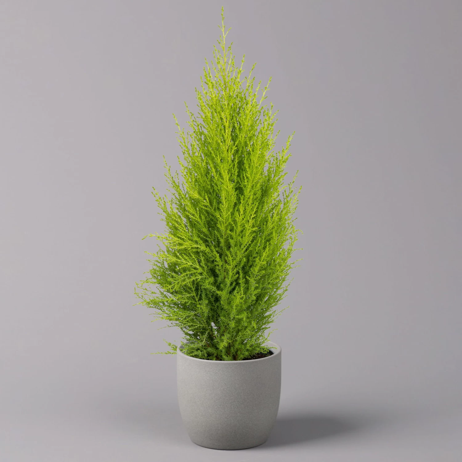 Zimmerzypresse 'Goldcrest Wilma', Topf-Ø 13 Cm, 3er-Set – Bild 3