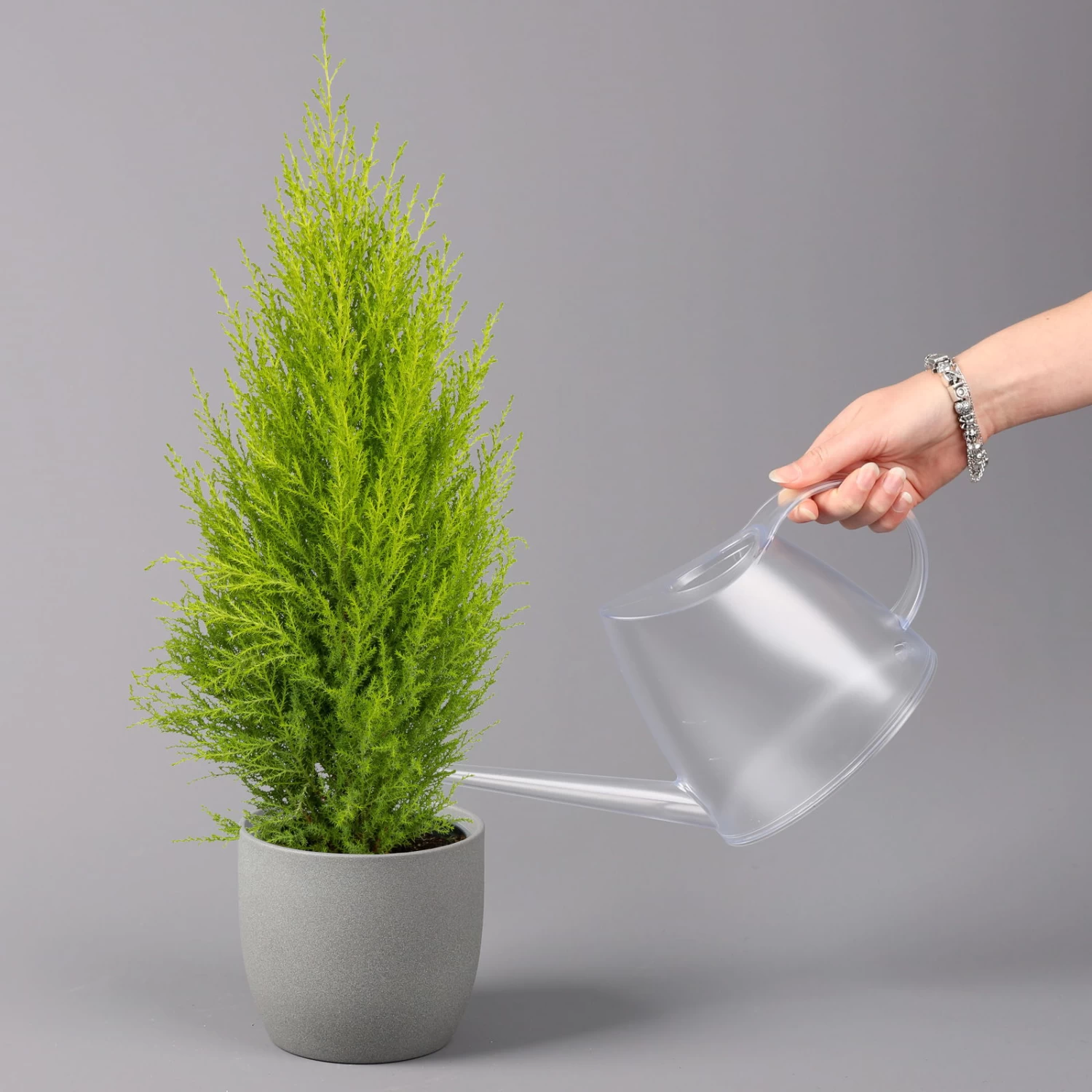 Zimmerzypresse 'Goldcrest Wilma', Topf-Ø 13 Cm, 3er-Set – Bild 2