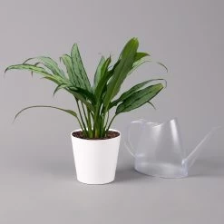 Aglaonema 'Cutlass', Mit Übertopf Dallas Weiß, Topf-Ø 12 Cm