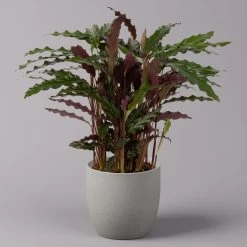 Calathea Rufibarba 'Elger Grass', Topf-Ø 17 Cm, Höhe Ca. 65 Cm
