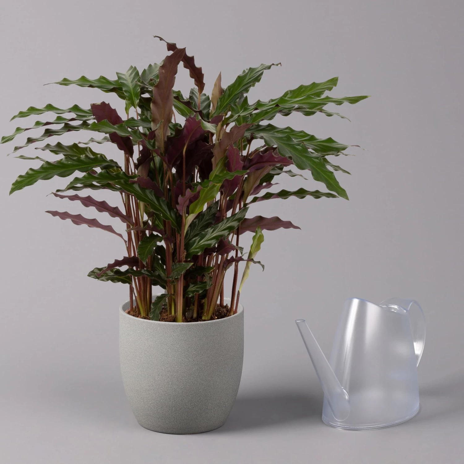 Calathea Rufibarba 'Elger Grass', Topf-Ø 17 Cm, Höhe Ca. 65 Cm – Bild 3