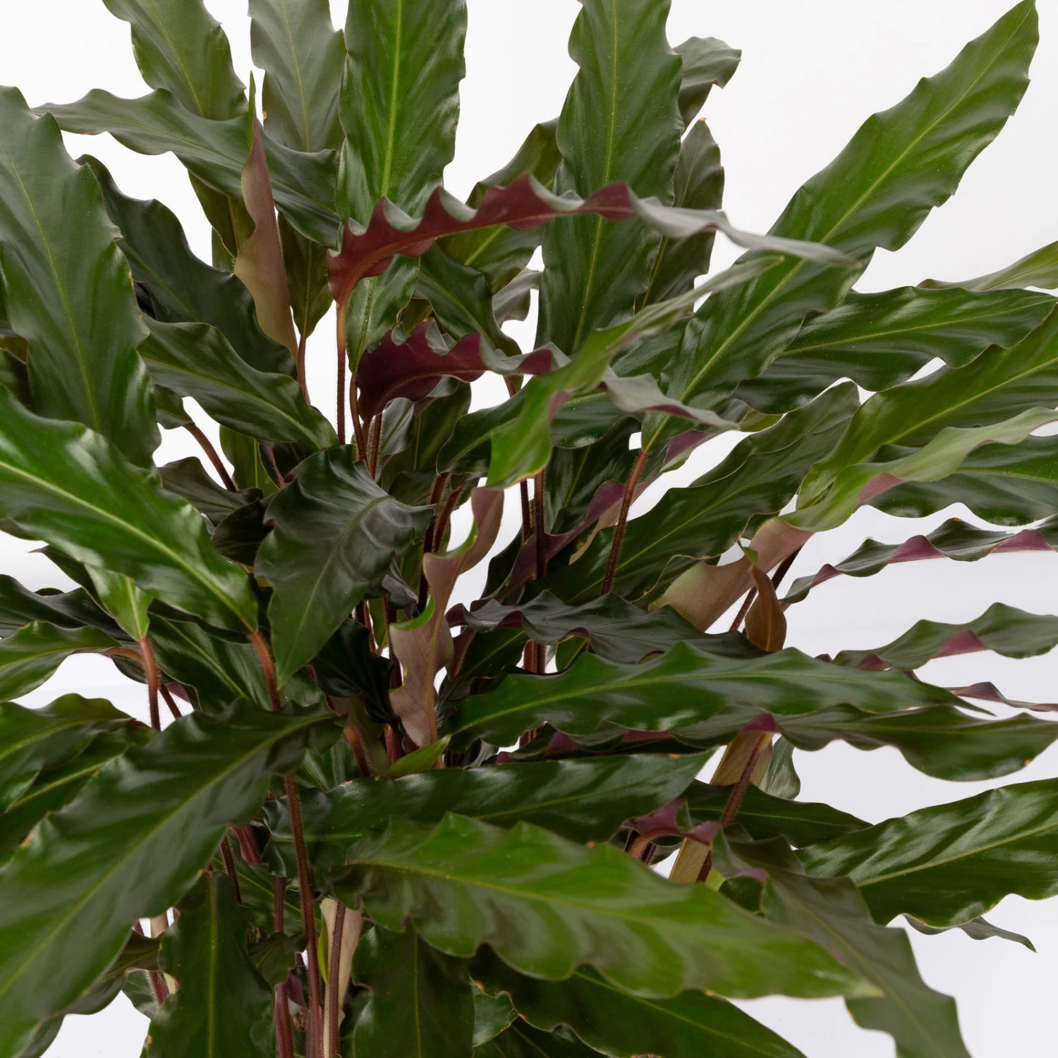 Calathea Rufibarba 'Elger Grass', Topf-Ø 17 Cm, Höhe Ca. 65 Cm – Bild 4