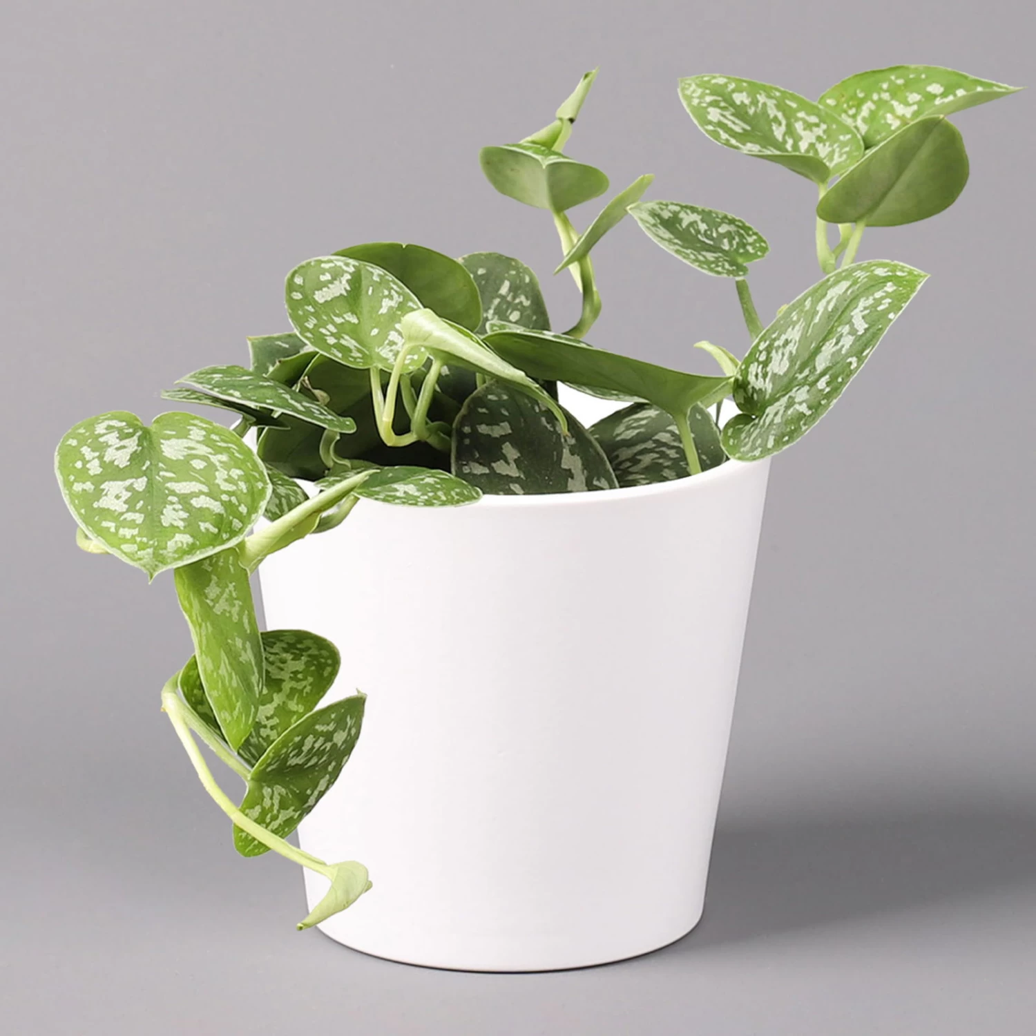 Scindapsus Pictus 'Argyraeus' In Keramitopf Dallas Weiß, Topf-Ø 12 Cm