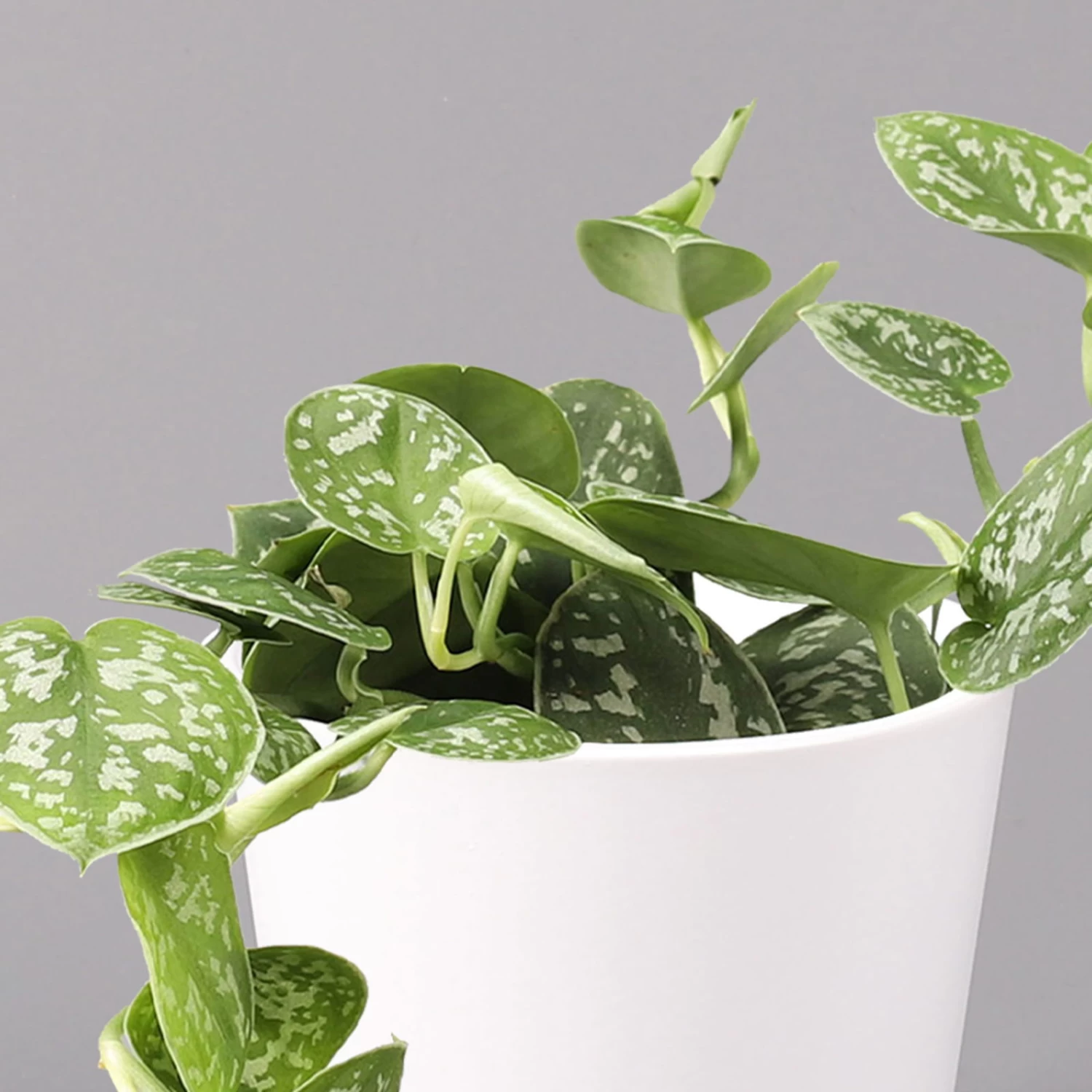 Scindapsus Pictus 'Argyraeus' In Keramitopf Dallas Weiß, Topf-Ø 12 Cm – Bild 2