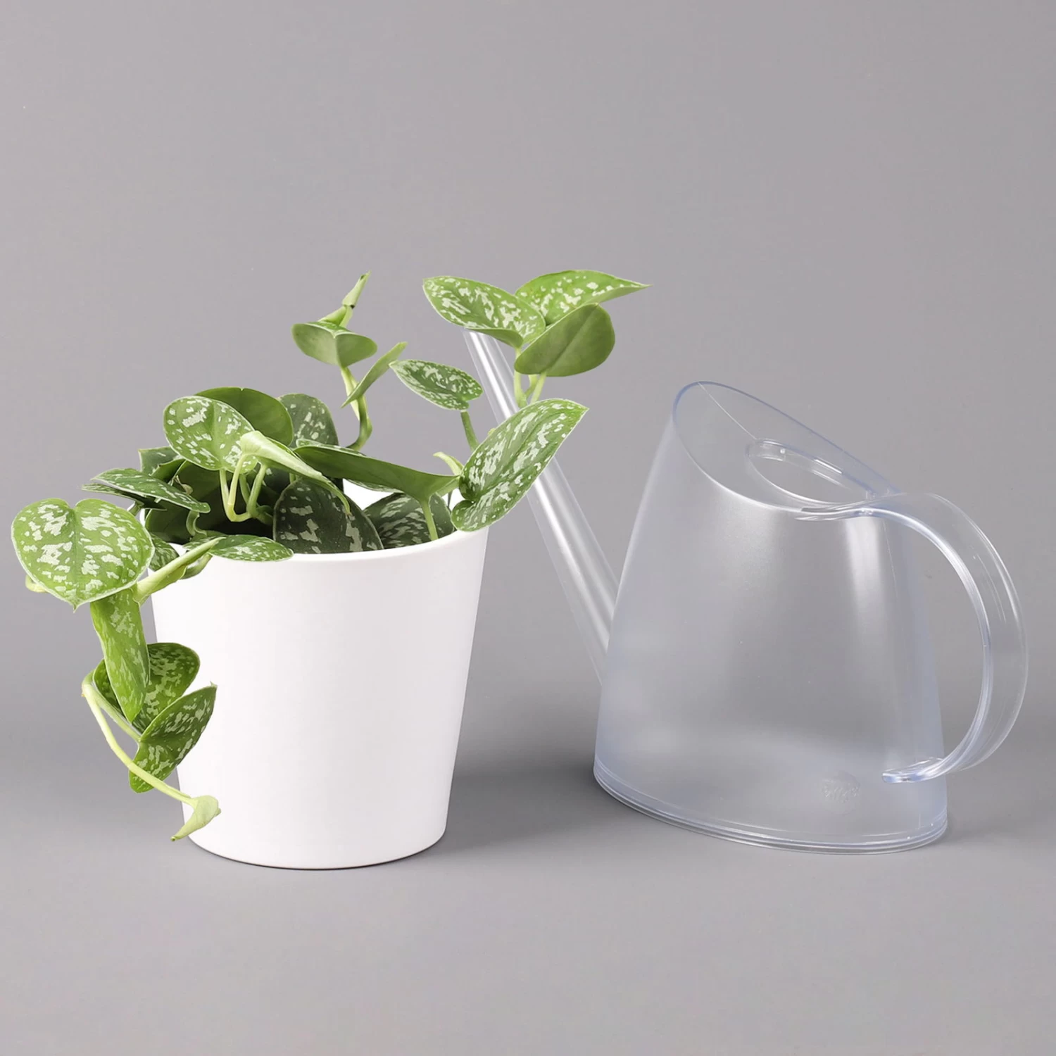 Scindapsus Pictus 'Argyraeus' In Keramitopf Dallas Weiß, Topf-Ø 12 Cm – Bild 3