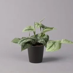 Gefleckte Efeutute 'Trebie' In Keramiktopf Dallas Anthrazit, Topf-Ø 12 Cm