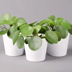 Pilea Peperomioides In Topf Dallas Weiß, Topf-Ø 12 Cm, Höhe Ca. 20 Cm, 3er-Set
