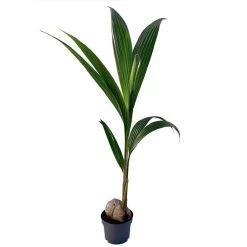 Kokospalme, Topf-Ø 19 Cm, Höhe Ca. 130 Cm