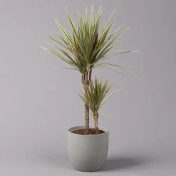 Gerandeter Drachenbaum 'Bicolor', Topf-Ø 17 Cm, Höhe Ca. 70 Cm