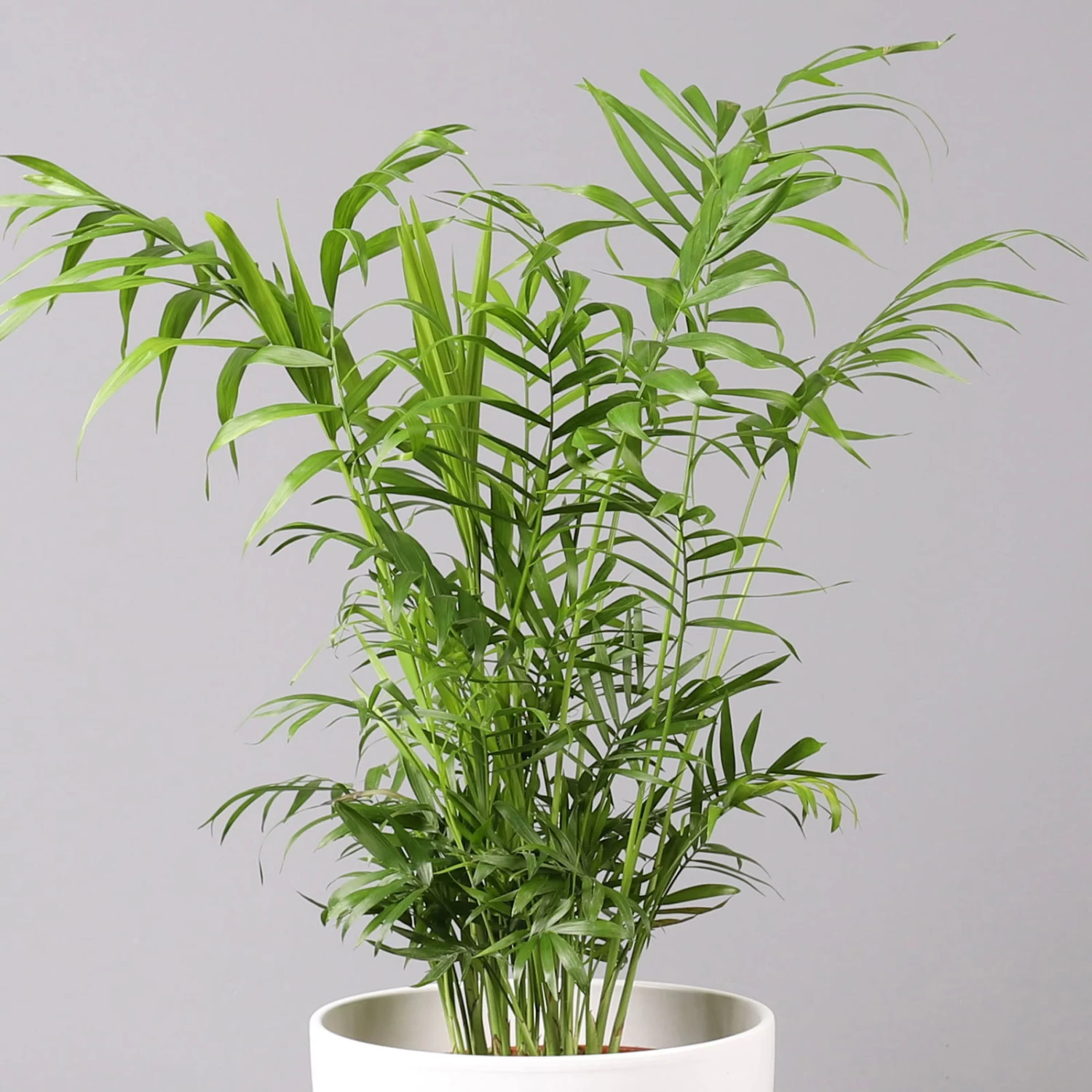 Bergpalme In Topf Tusca, Topf-Ø 17 Cm, Höhe Ca. 60 Cm – Bild 2