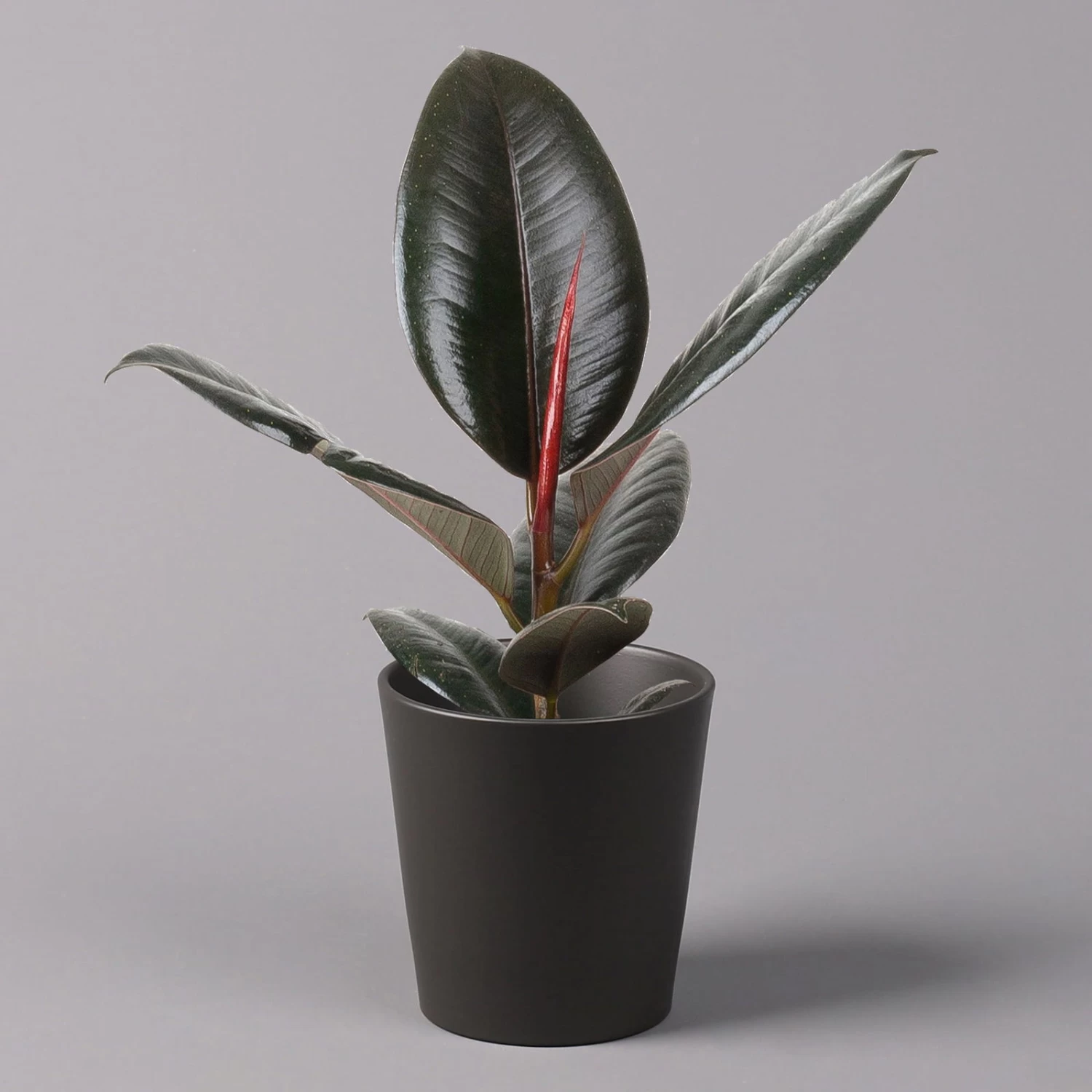 Gummibaum 'Robusta' In Topf Anthrazit, Topf-Ø 12cm, Höhe Ca. 40-45 Cm, 2er-Set – Bild 2