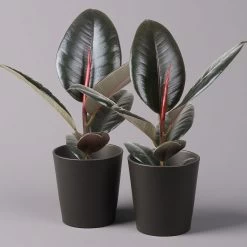 Gummibaum 'Robusta' In Topf Anthrazit, Topf-Ø 12cm, Höhe Ca. 40-45 Cm, 2er-Set