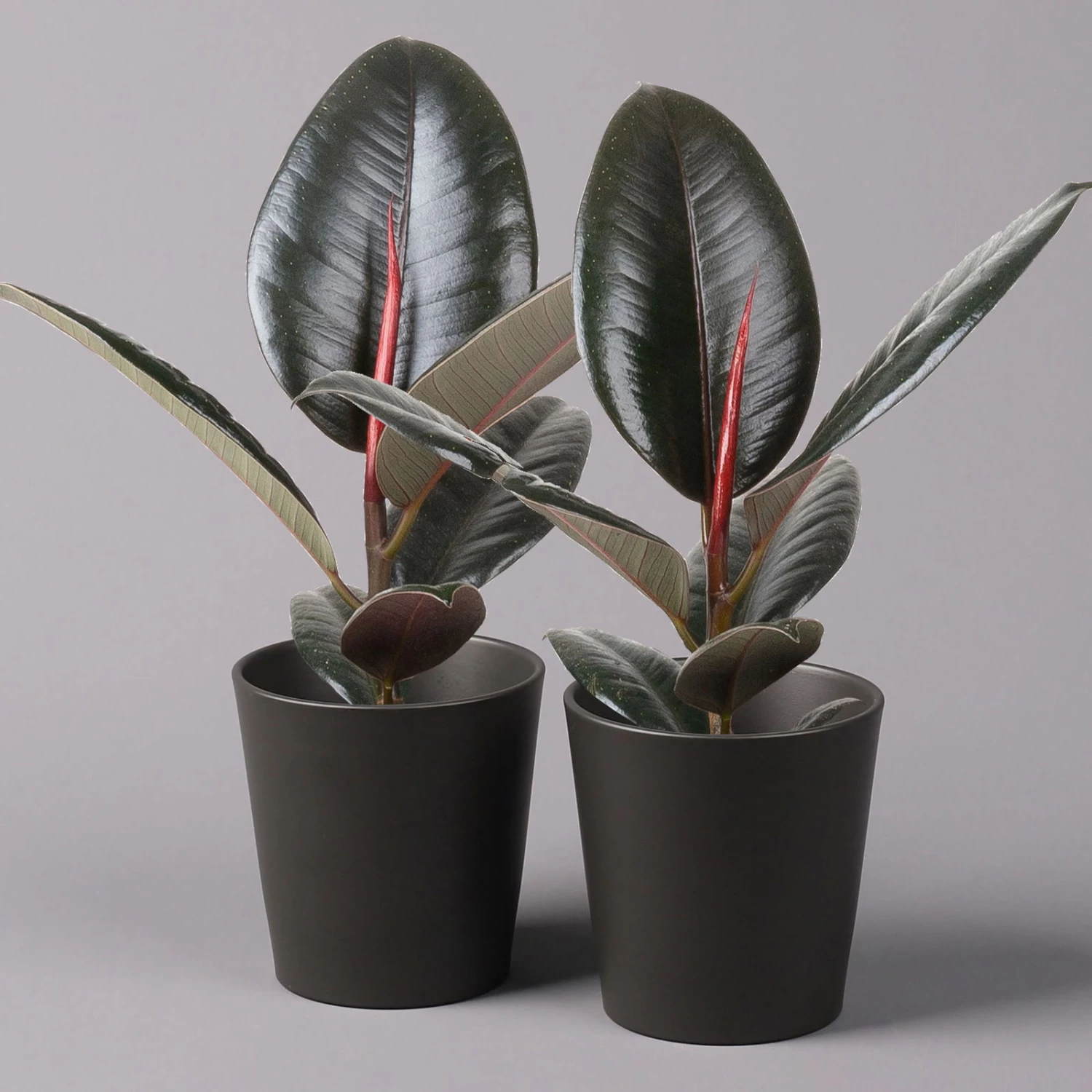 Gummibaum 'Robusta' In Topf Anthrazit, Topf-Ø 12cm, Höhe Ca. 40-45 Cm, 2er-Set