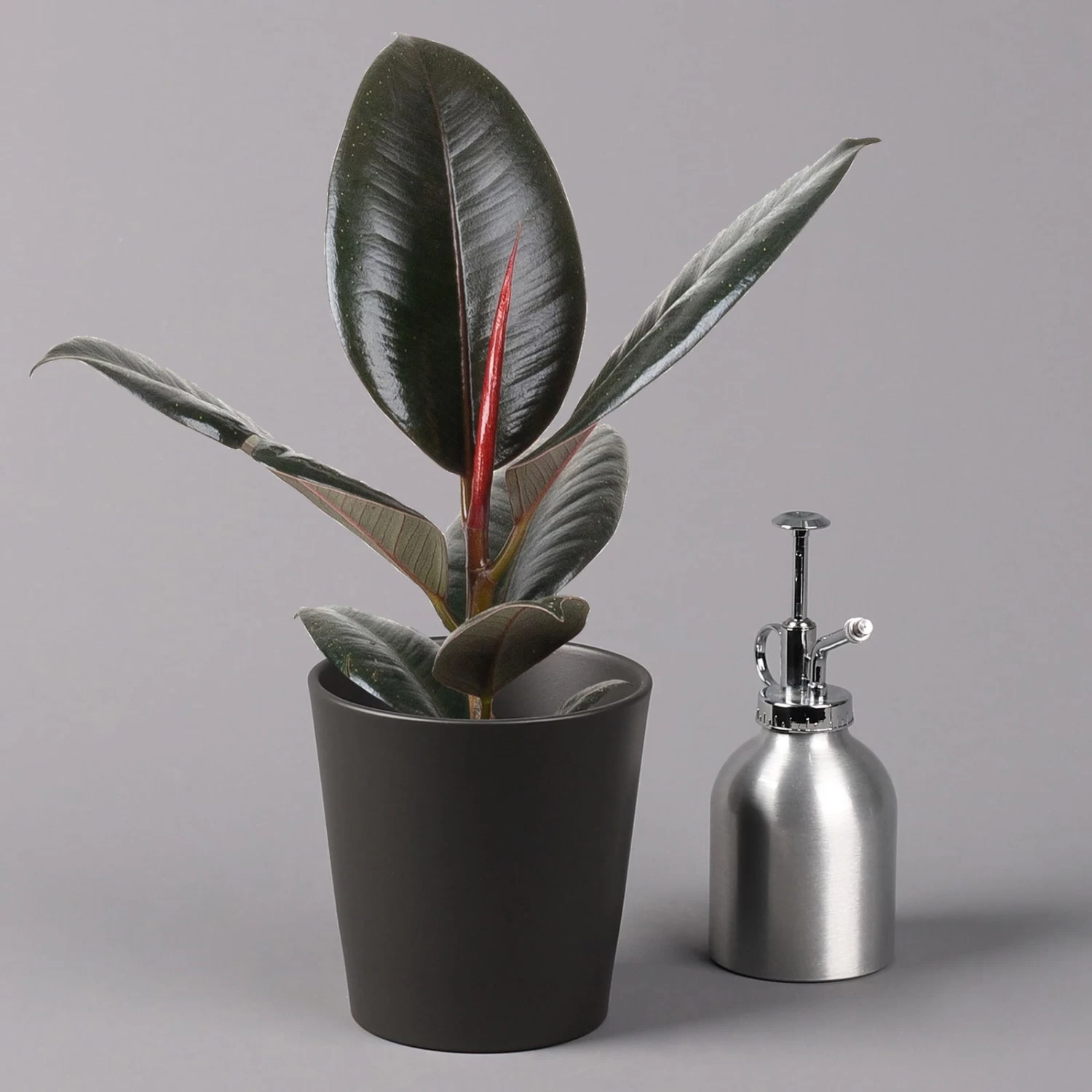 Gummibaum 'Robusta' In Topf Anthrazit, Topf-Ø 12cm, Höhe Ca. 40-45 Cm, 2er-Set – Bild 4