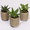 Sukkulenten In Dekotopf 'Binti', Topf-Ø 6 Cm, 3er-Set