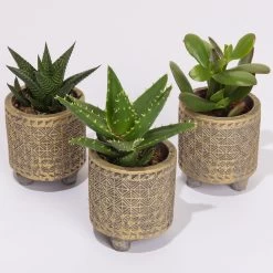 Sukkulenten In Dekotopf 'Binti', Topf-Ø 6 Cm, 3er-Set