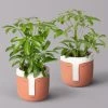 Schefflera Inkl. Übertopf 'Viking Terracotta', Topf-Ø 9 Cm, 2er-Set