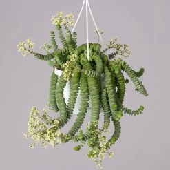 Felsen-Dickblatt 'Hottentot', In Ampeltopf, Topf-Ø 14 Cm