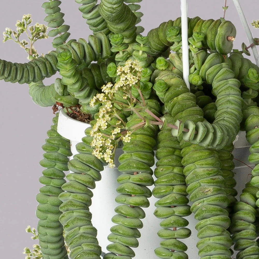 Felsen-Dickblatt 'Hottentot', In Ampeltopf, Topf-Ø 14 Cm – Bild 2