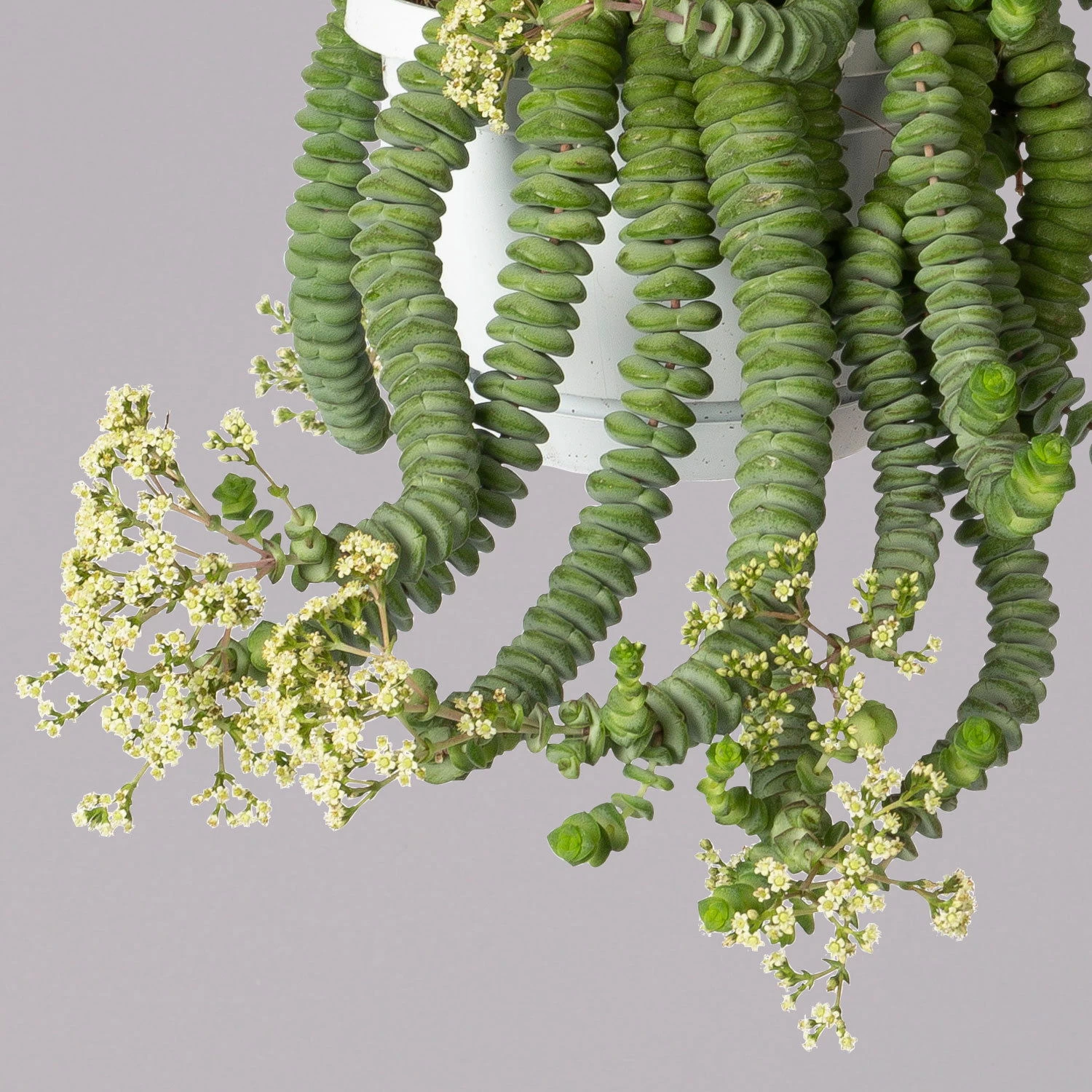 Felsen-Dickblatt 'Hottentot', In Ampeltopf, Topf-Ø 14 Cm – Bild 4