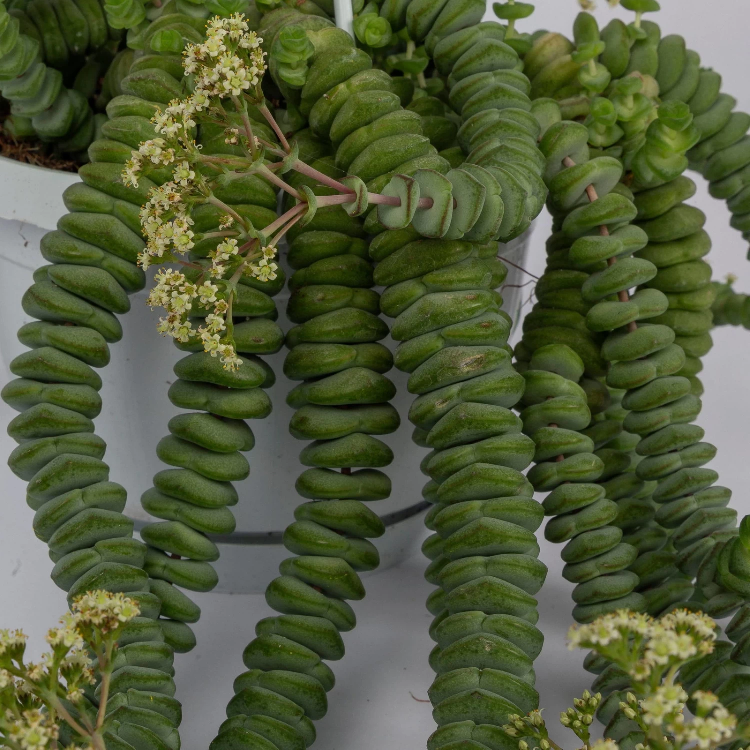 Felsen-Dickblatt 'Hottentot', In Ampeltopf, Topf-Ø 14 Cm – Bild 5