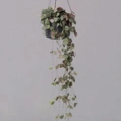 Leuchterblume In Blumenampel, Topf-Ø 14 Cm