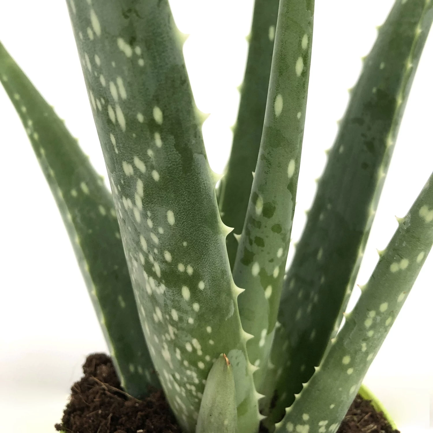 Aloe Vera, Topf-Ø 12 Cm, Höhe Ca. 20-30 Cm, 3er-Set – Bild 3