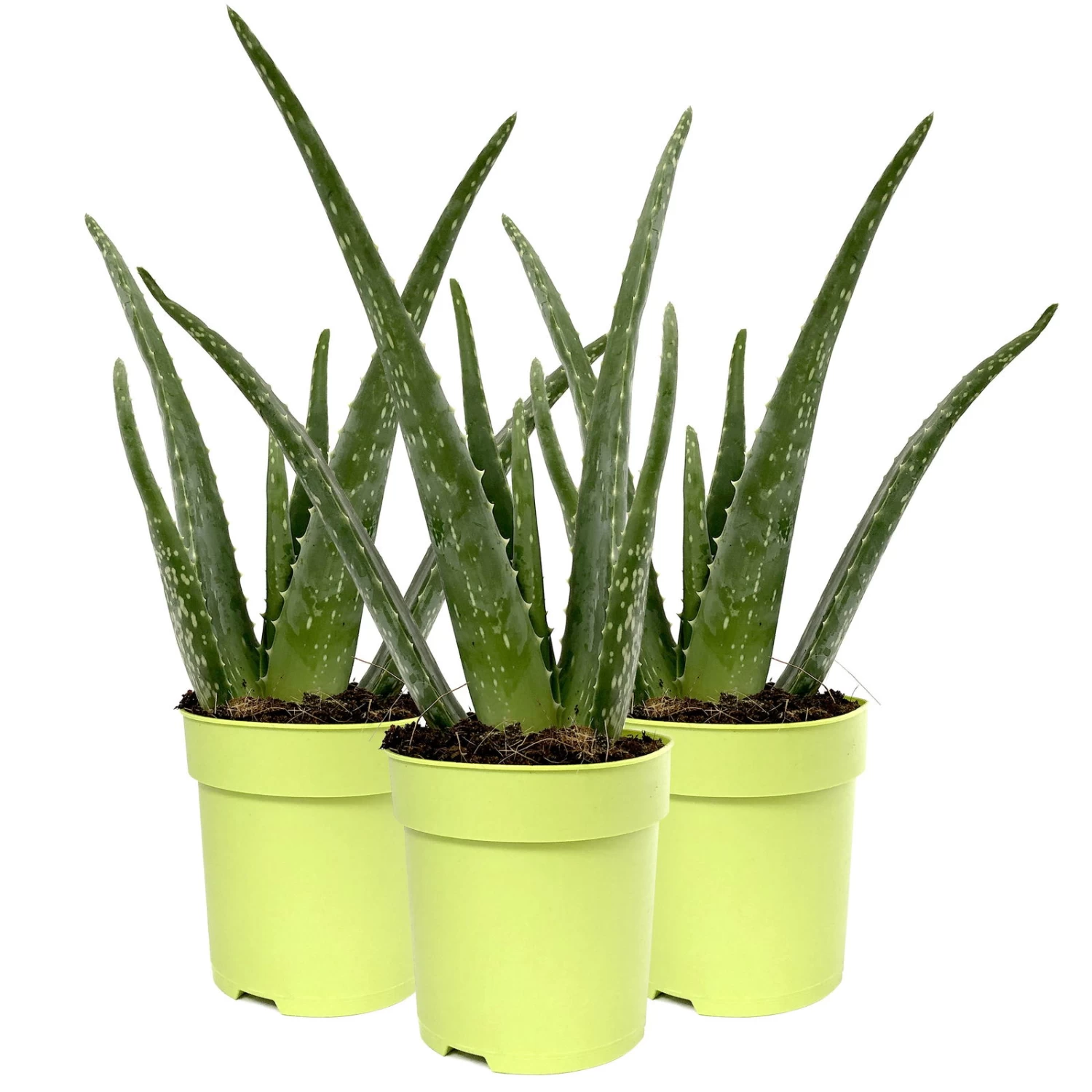 Aloe Vera, Topf-Ø 12 Cm, Höhe Ca. 20-30 Cm, 3er-Set
