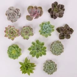 Schnittecheverien-Mix, Ø 5 Cm, 12er-Set