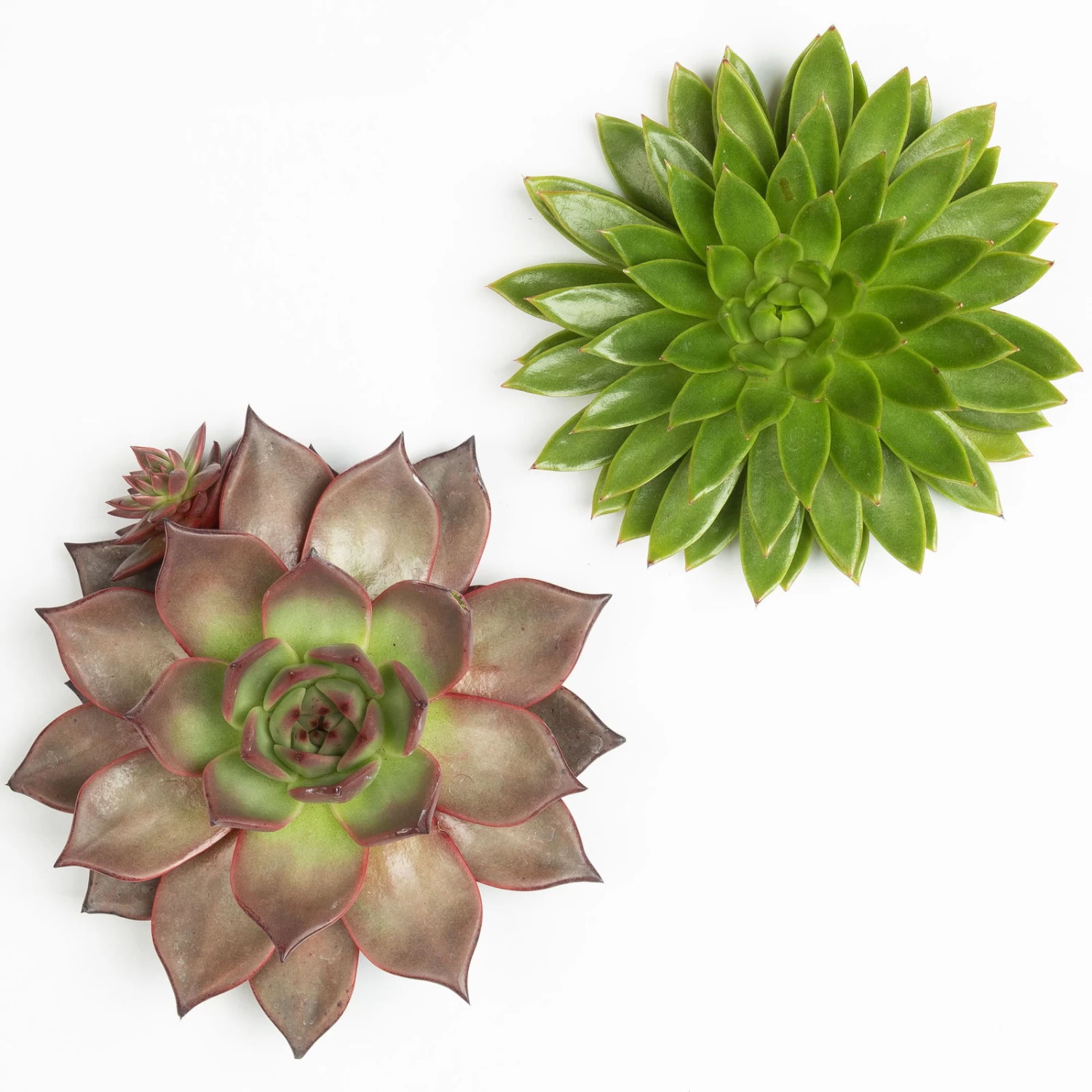 Schnittecheverien-Mix, Ø 16 Cm, 2er-Set – Bild 3