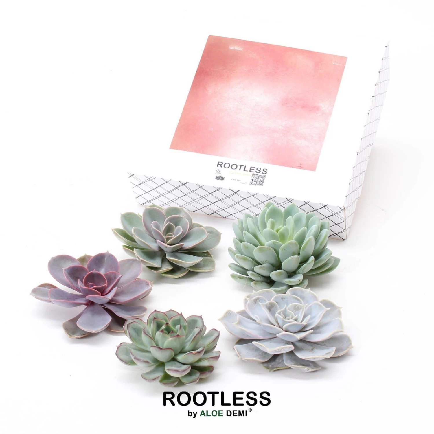 Schnitt-Echeveria Mix, 5 Stück In DIY Box, 7-10 Cm Ø – Bild 3