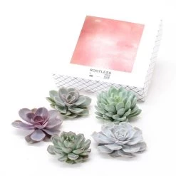 Schnitt-Echeveria Mix, 5 Stück In DIY Box, 7-10 Cm Ø