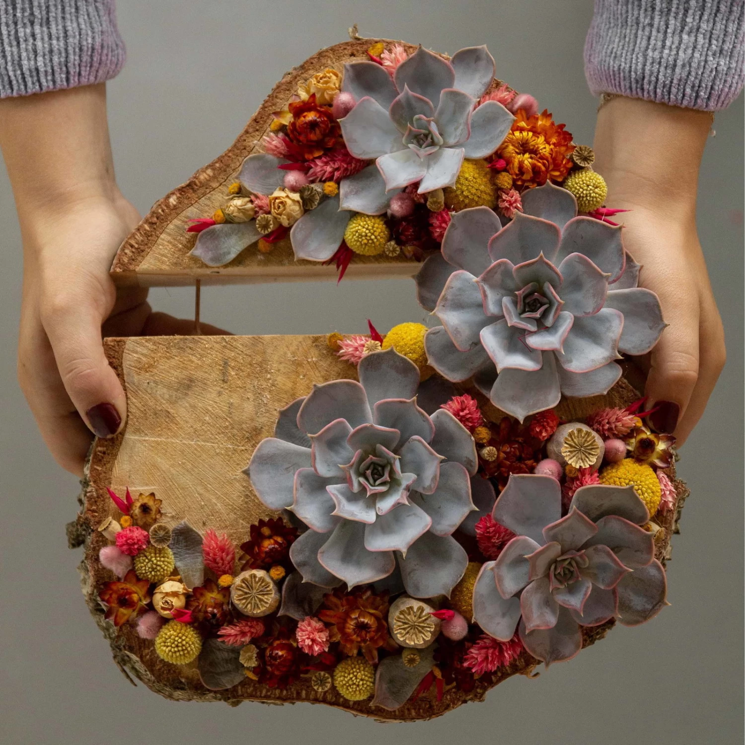 Schnitt-Echeveria Mix, 5 Stück In DIY Box, 7-10 Cm Ø – Bild 5