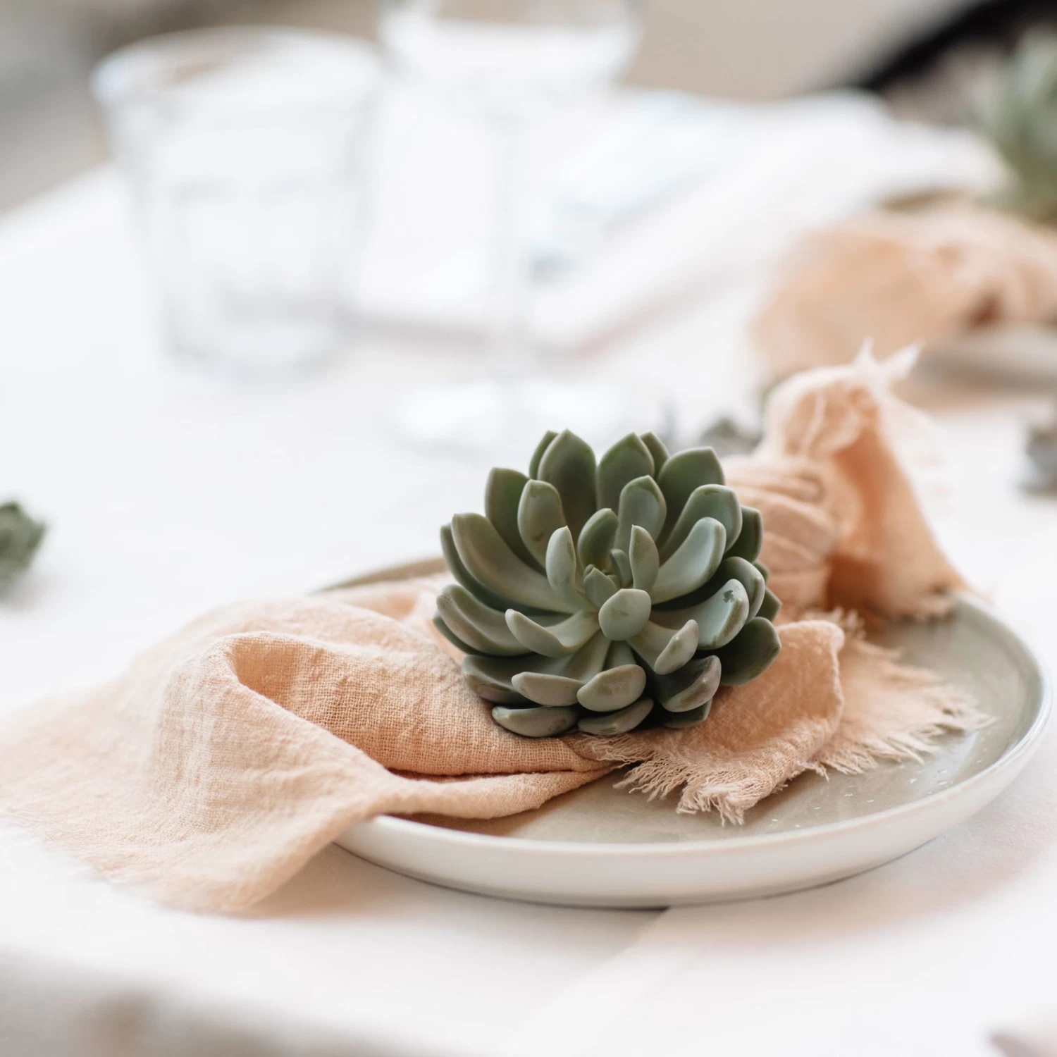 Schnitt-Echeveria Mix, 5 Stück In DIY Box, 7-10 Cm Ø – Bild 4