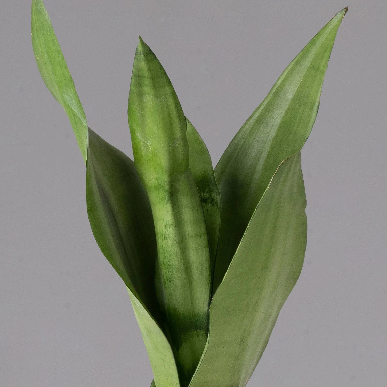 Bogenhanf 'Moonshine' In Übertopf Vibes Weiß, Topf-Ø 12 Cm, Höhe Ca. 45 Cm – Bild 2