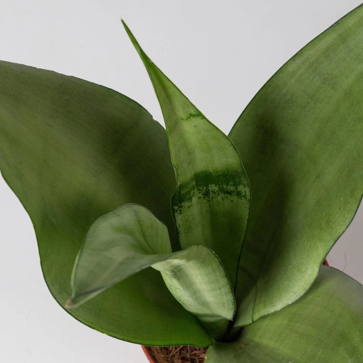 Bogenhanf 'Moonshine' In Übertopf Vibes Weiß, Topf-Ø 12 Cm, Höhe Ca. 45 Cm – Bild 4