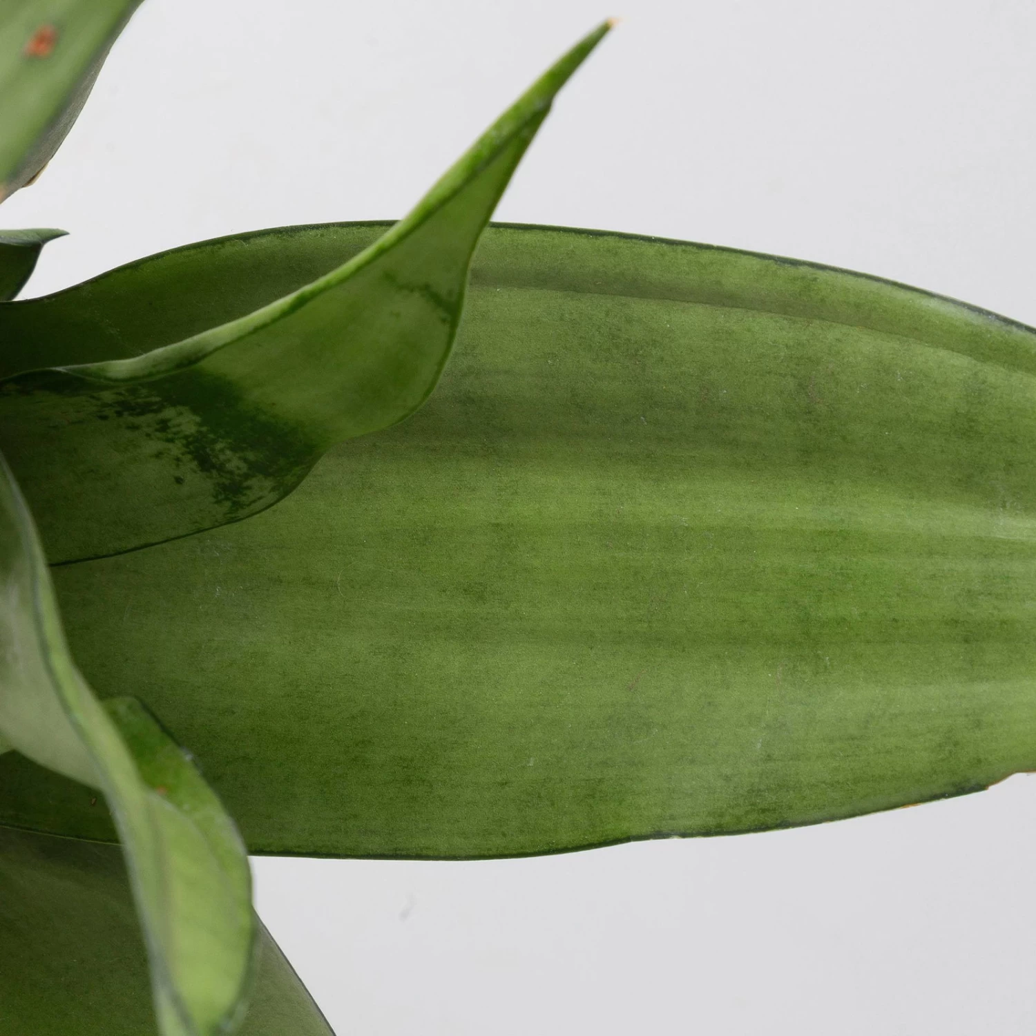 Bogenhanf 'Moonshine' In Übertopf Vibes Weiß, Topf-Ø 12 Cm, Höhe Ca. 45 Cm – Bild 3