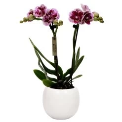 Phalaenopsis, Gesprenkelte Sorte, 2 Rispen, Topf-Ø 9 Cm, Mit Keramikübertopf