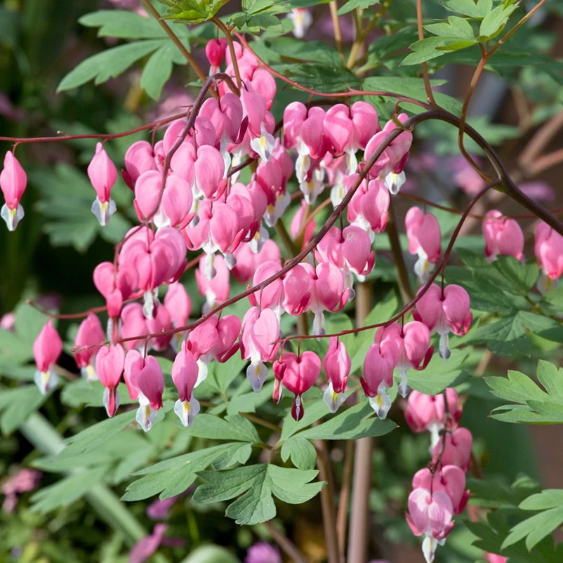 Bio Tränendes Herz Rosa, Topf-Ø 11 Cm, 3er-Set