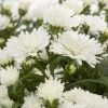 Aster Novi-belgii, Weiss Gefüllt, Topf-Ø 12 Cm, 3er-Set