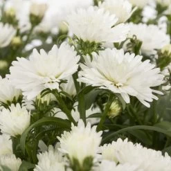 Aster Novi-belgii, Weiss Gefüllt, Topf-Ø 12 Cm, 3er-Set