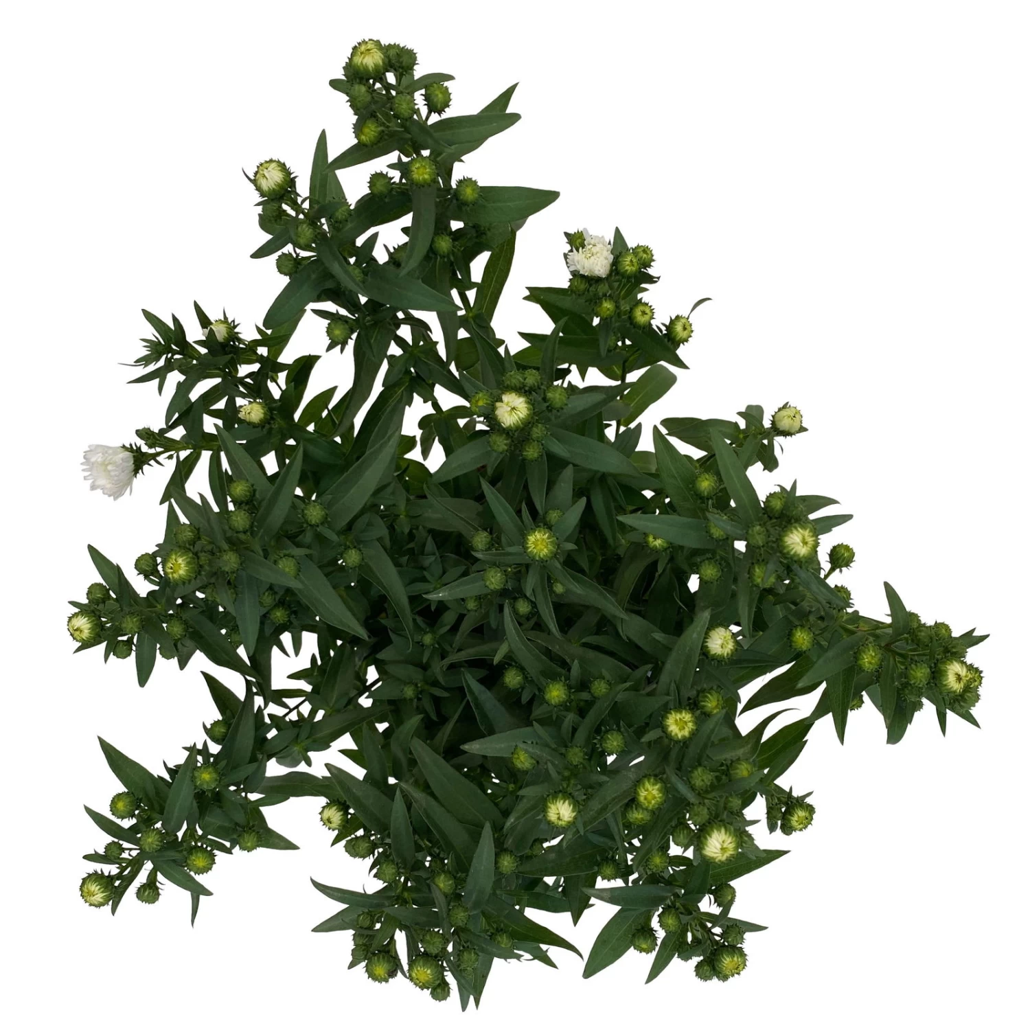 Aster Novi-belgii, Weiss Gefüllt, Topf-Ø 12 Cm, 3er-Set – Bild 5