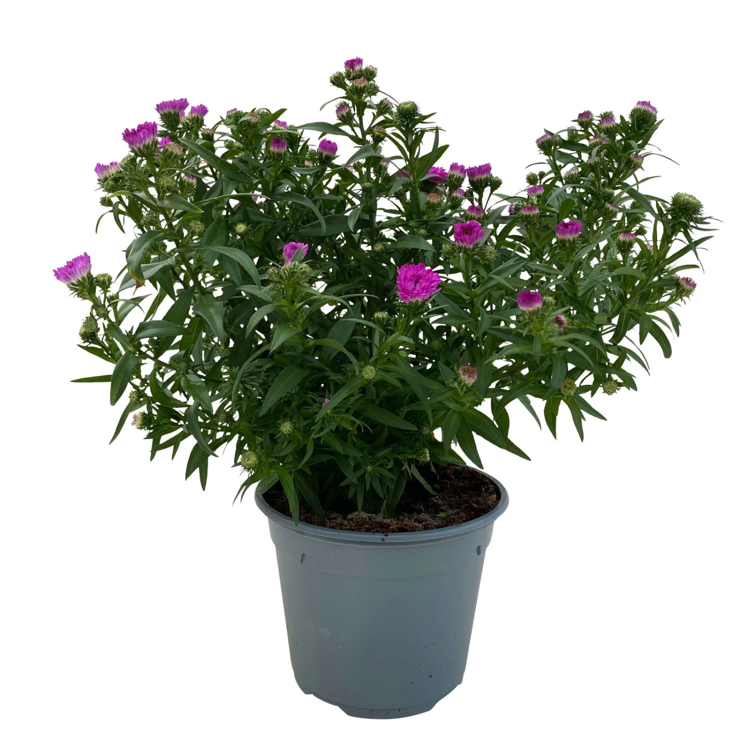 Aster Novi-belgii, Rosa Gefüllt, Topf-Ø 12 Cm, 3er-Set – Bild 2