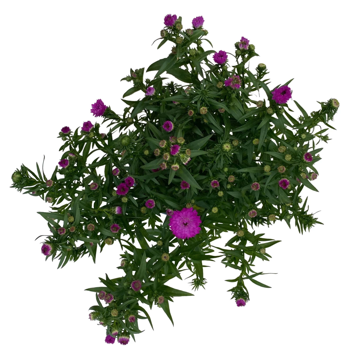 Aster Novi-belgii, Rosa Gefüllt, Topf-Ø 12 Cm, 3er-Set – Bild 3
